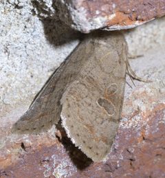 Orthosia hibisci P1570735a by 
xpda. Used under a CC BY-SA 4.0 license.