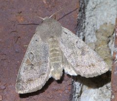 Orthosia hibisci P1570749a by 
xpda. Used under a CC BY-SA 4.0 license.