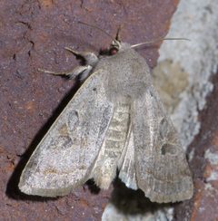 Orthosia hibisci P1570750a by 
xpda. Used under a CC BY-SA 4.0 license.