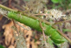 Orthosia hibisci larva by Jacy Lucier. Used under a CC BY-SA 4.0 license.