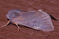 Orthosia mys by CBG Photography Group, Centre for Biodiversity Genomics. Used under a CC0 license.