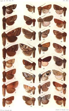 CATALOGUE-BM-PLATE XC by Sir GEORGE F. HAMPSON, Bart.. Used under a Public domain license.