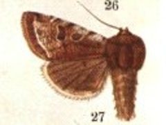 Orthosia pacifica CATALOGUE-BM-PLATE XC by Sir GEORGE F. HAMPSON, Bart.. Used under a Public domain license.