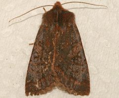 Orthosia praeses 01 by CBG Photography Group, Centre for Biodiversity Genomics. Used under a CC0 license.