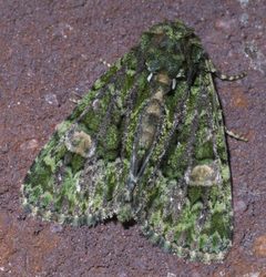 Phosphila miselioides P1460640a by
xpda. Used under a CC BY-SA 4.0 license.