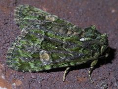 Phosphila miselioides P1460641a by
xpda. Used under a CC BY-SA 4.0 license.