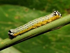 Turbulent Phosphila Caterpillar - Flickr - treegrow by Katja Schulz from Washington, D. C., USA. Used under a CC BY 2.0 license.