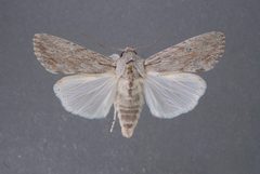 Spodoptera albula by Lyle Buss, University of Florida. Used under a CC BY 3.0 license.