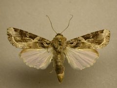 Spodoptera androgea by James Sullivan, Research Collection of J. B. Sullivan. Used under a Copyrighted free use license.