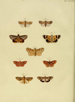 CramerAndStoll-uitlandsche kapellen vol. 4- pl 358 by Pieter Cramer (1721 - 1776) and Caspar Stoll (between  1725 and 1730 - 1791). Used under a Public domain license.
