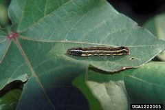 Spodoptera eridania by Eddie McGriff, University of Georgia, United States. Used under a CC BY 3.0 us license.