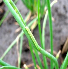 Spodoptera exigua j1 by D. Rachmawati, et al. Used under a CC BY-SA 4.0 license.