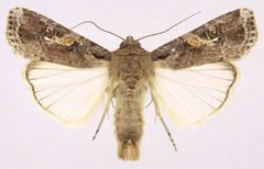 Spodoptera frugiperda by wikipedia. Used under a Public domain license.