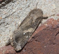 Spodoptera frugiperda P1320248a by 
xpda. Used under a CC BY-SA 4.0 license.