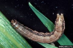 Spodoptera frugiperda caterpillar01 by Frank Peairs, Colorado State University, Bugwood.org. Used under a CC BY 3.0 us license.