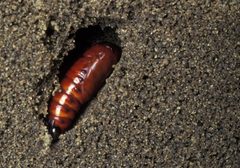 Spodoptera frugiperda pupa by original work: Giancarlodessi

derivative work:靖天子. Used under a CC0 license.