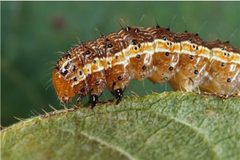 Spodoptera frugiperda worm by wikipedia. Used under a Public domain license.
