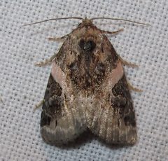 Pseudeustrotia carneola by Jacy Lucier. Used under a CC BY-SA 4.0 license.