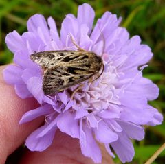 Cerapteryx graminis - Flickr - gailhampshire by gailhampshire from Cradley, Malvern, U.K. Used under a CC BY 2.0 license.