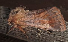 Nephelodes minians 2 by Jacy Lucier. Used under a CC BY-SA 4.0 license.