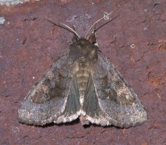 Nephelodes minians P1330688a by 
xpda. Used under a CC BY-SA 4.0 license.