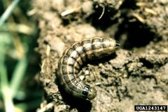 Nephelodes minians larva by Whitney Cranshaw, Colorado State University, United States. Used under a CC BY 3.0 us license.