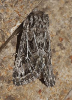 Tholera americana - inat 56953372 by {{{name}}}. Used under a CC BY-SA 4.0 license.