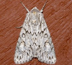 Andropolia aedon 01 by CBG Photography Group, Centre for Biodiversity Genomics. Used under a CC0 license.
