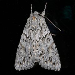 Andropolia aedon 02 by CBG Photography Group, Centre for Biodiversity Genomics. Used under a CC0 license.