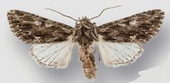 Fishia nigrescens male by Crabo LG, Davis M, Hammond P, Mustelin T, Shepard J. Used under a CC BY 3.0 license.
