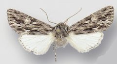 Fishia nigrescens male1 by Crabo LG, Davis M, Hammond P, Mustelin T, Shepard J. Used under a CC BY 3.0 license.