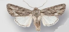 Fishia yosemitae male by Crabo LG, Davis M, Hammond P, Mustelin T, Shepard J. Used under a CC BY 3.0 license.