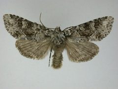 Platypolia anceps by J.Gill, Canadian National Collection of Insects, Arachnids and Nematodes. Used under a CC BY-SA 3.0 license.