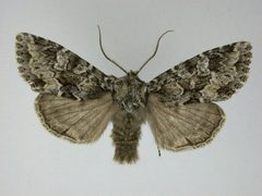 Platypolia anceps1 by J.Gill, Canadian National Collection of Insects, Arachnids and Nematodes. Used under a CC BY-SA 3.0 license.