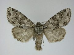 Platypolia anceps2 by J.Gill, Canadian National Collection of Insects, Arachnids and Nematodes. Used under a CC BY-SA 3.0 license.