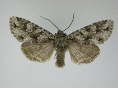 Platypolia anceps3 by J.Gill, Canadian National Collection of Insects, Arachnids and Nematodes. Used under a CC BY-SA 3.0 license.