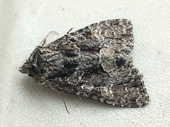 Platypolia mactata by Doug Macaulay. Used under a CC BY 4.0 license.