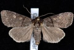 Cosmia praeacuta by Jeremy deWaard, University of British Columbia. Used under a CC BY 3.0 license.