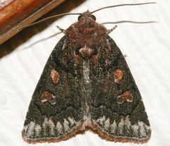 Cosmia praeacuta 01 by CBG Photography Group, Centre for Biodiversity Genomics. Used under a CC0 license.