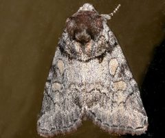 Cosmia praeacuta 02 by CBG Photography Group, Centre for Biodiversity Genomics. Used under a CC0 license.