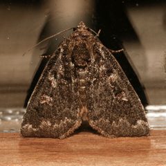 Cosmia praeacuta 07 by Libby Avis, Centre for Biodiversity Genomics. Used under a CC0 license.