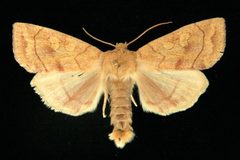 Enargia decolor by CBG Photography Group, Centre for Biodiversity Genomics. Used under a CC0 license.