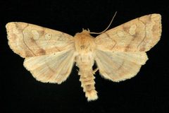 Enargia decolor 01 by CBG Photography Group, Centre for Biodiversity Genomics. Used under a CC0 license.