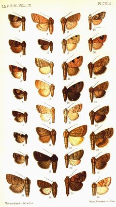 CATALOGUE-BM-PLATE CXLI by Sir GEORGE F. HAMPSON, Bart.. Used under a Public domain license.