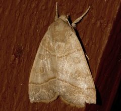 Ipimorpha nanaimo by CBG Photography Group, Centre for Biodiversity Genomics. Used under a CC0 license.