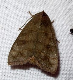 Ipimorpha pleonectusa by Jacy Lucier. Used under a CC BY-SA 4.0 license.