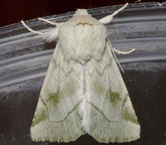 Zotheca tranquilla 01 by CBG Photography Group, Centre for Biodiversity Genomics. Used under a CC0 license.