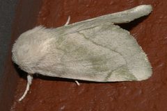 Zotheca tranquilla 02 by CBG Photography Group, Centre for Biodiversity Genomics. Used under a CC0 license.