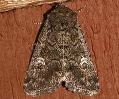 Properigea niveirena by CBG Photography Group, Centre for Biodiversity Genomics. Used under a CC0 license.