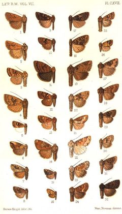 CATALOGUE-BM-PLATE CXVII by Sir GEORGE F. HAMPSON, Bart.. Used under a Public domain license.